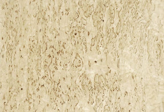 Натуральное дерево: шпон «Берёза Карельская»