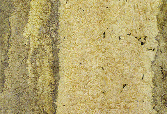 Натуральное дерево: шпон Лаурель корень N086Rd